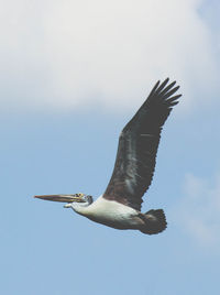 Storks and pelicans