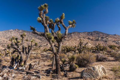 Trees in desert against clear blue sky