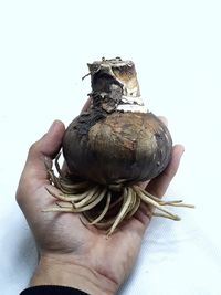 Close-up of man holding bird perching on hand