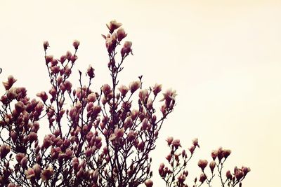 Low angle view of flowers blooming against clear sky