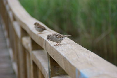 Close-up of a bird on wood