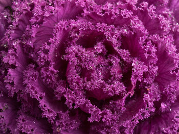 Full frame shot of purple flowers