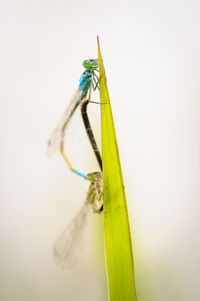 Close-up of insect on leaf