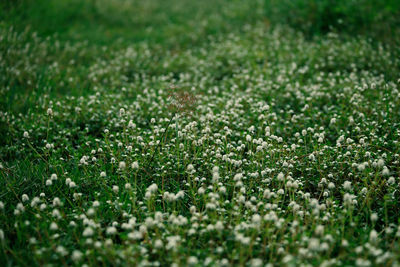 Full frame shot of small flowering plants on field