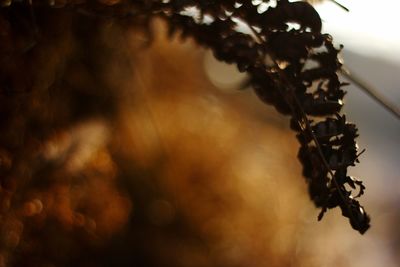 Close-up of branch hanging on tree