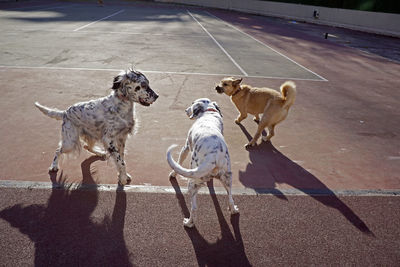 Dogs playing in the park