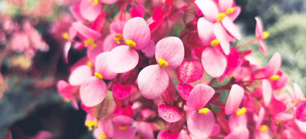 Close-up of pink flowering plants