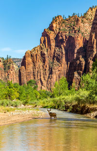 Mule deer standing in stream against mountain