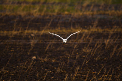 Bird flying in a field