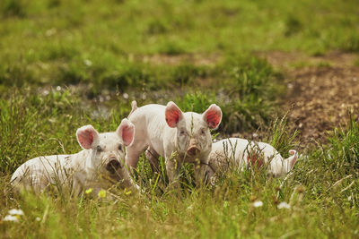 Close-up of pig on field