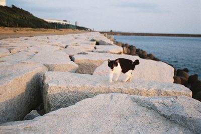 Cat on groyne rocks against sky