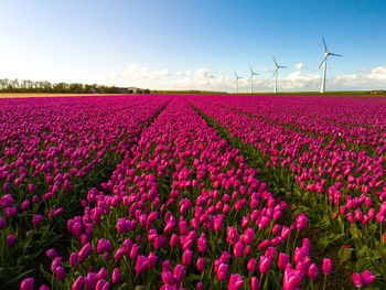 Scenic view of agricultural field against clear sky