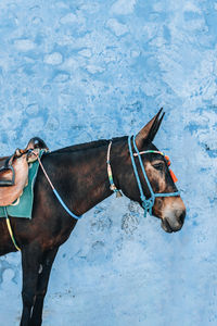 Horse in blue wall