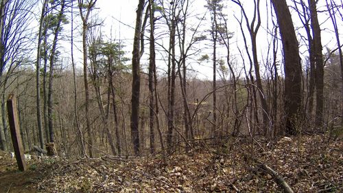 Bare trees in forest against sky