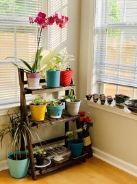 Potted plants on table at home