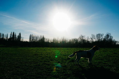 Dog on field against sky