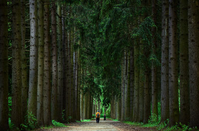 Rear view of woman walking amidst trees in forest