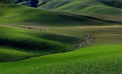 High angle view of grassy field