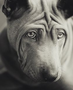 Close-up portrait of dog