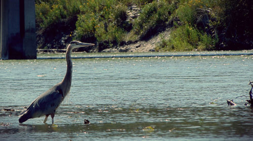 High angle view of gray heron in lake