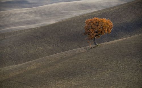 View of autumn leaf on road