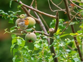 Bird perching on a tree