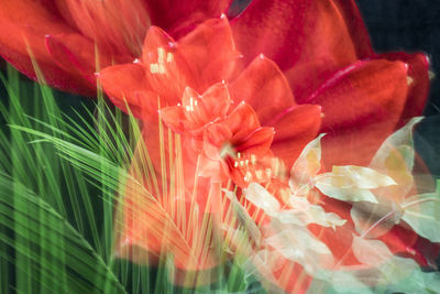 Close-up of pink flower blooming outdoors