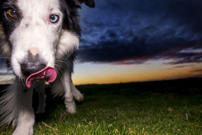 Portrait of dog sticking out tongue on field during sunset