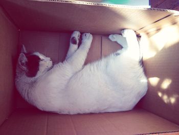 Cat sleeping on couch