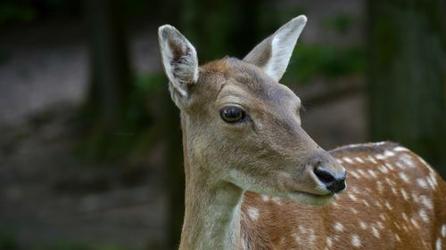 Close-up portrait of deer