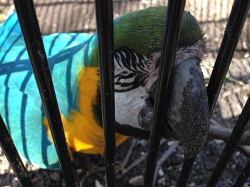 Close up of plant against blurred background