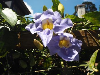 Close-up of flowers blooming against sky