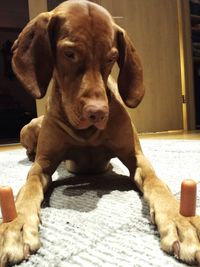 Close-up portrait of dog sitting on floor