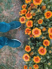 Low section of person standing on flowering plants