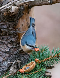 Close-up of bird perching on tree