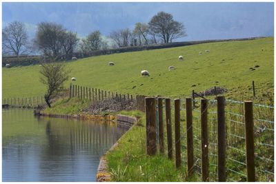Scenic view of green landscape