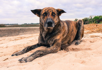 Portrait of dog on sand at beach against sky
