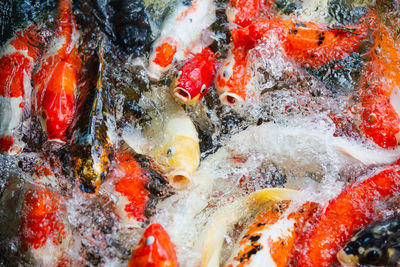 High angle view of koi carps swimming in lake