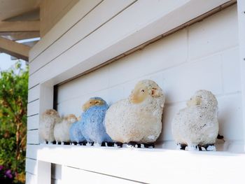 View of a birds on the wall