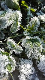 White flowers on snow covered landscape