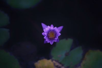 Close-up of white flower