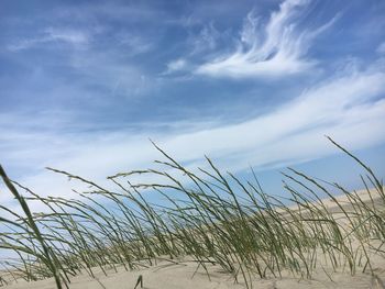 Low angle view of grass on beach against sky