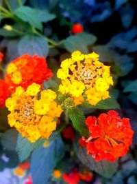 Close-up of marigold flowers