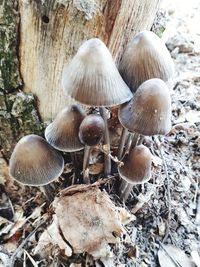 Close-up of mushroom growing on field