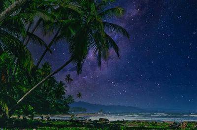 Scenic view of palm trees against sky at night