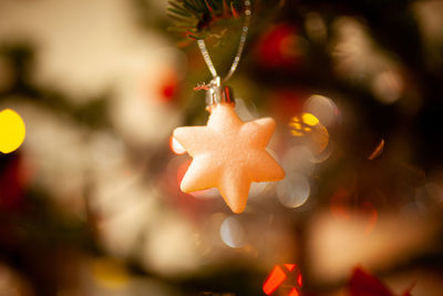 Close-up of christmas tree