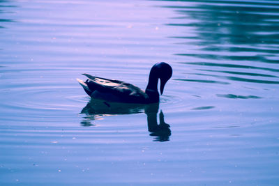 Duck swimming in a lake