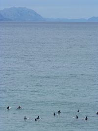 Ducks swimming in sea