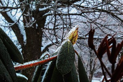 Low angle view of frozen plant on tree during winter