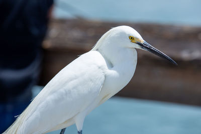 Close-up of egret